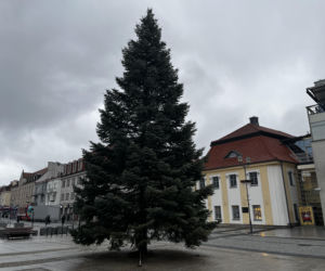 Wielki choinka stanęła na Rynku Kościuszki