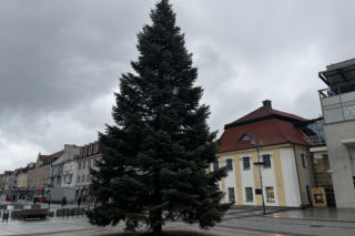 Wielki choinka stanęła na Rynku Kościuszki
