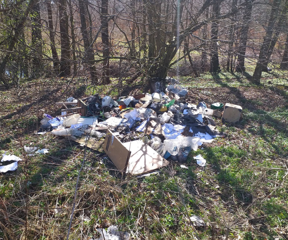 Leśne wysypisko śmieci w Młynarach