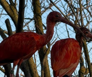 Nowi mieszkańcy zoo w Wojciechowie