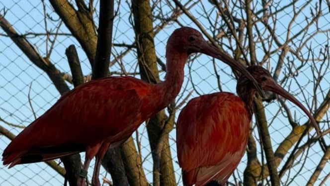 Nowi mieszkańcy zoo w Wojciechowie