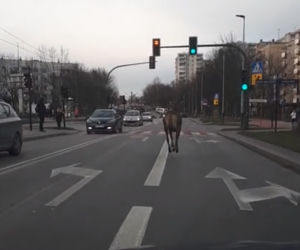 Jeleń hasał po ulicach Krakowa