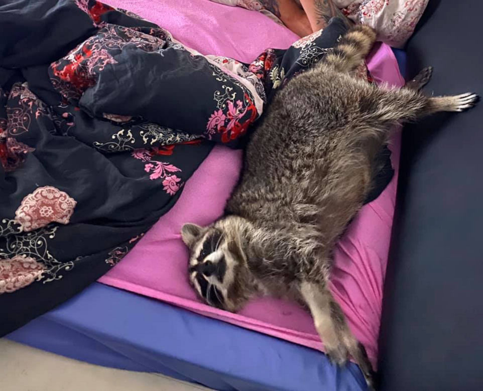 Cała Warszawa szuka zaginionego SZOPA! Dla znalazcy wysoka nagroda