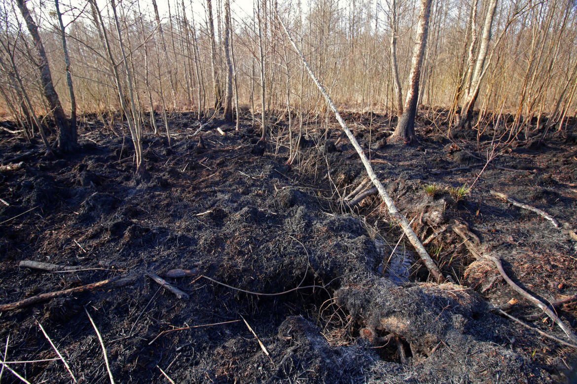 Biebrzański Park Narodowy UGASZONY. Zobacz, jakie zniszczenia spowodował ogień