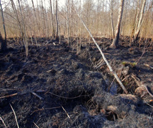 Biebrzański Park Narodowy UGASZONY. Zobacz, jakie zniszczenia spowodował ogień