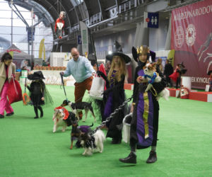 Międzynarodowa Wystawa Psów Rasowych Duo Cacib Kielce 2025