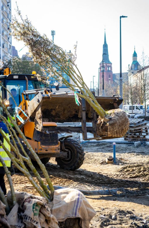 Nowe sadzonki przyjechały na aleję Wojska Polskiego