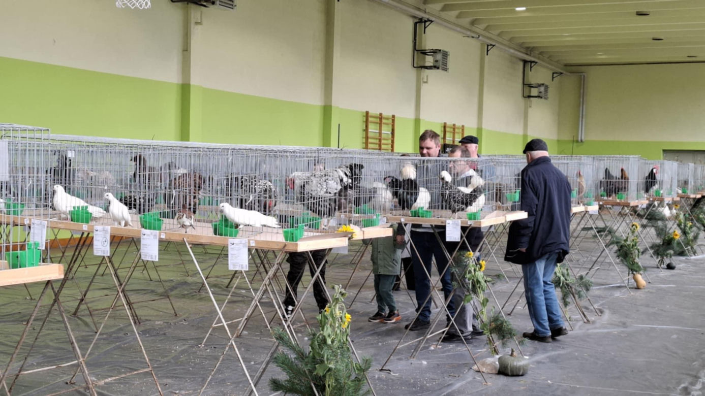 Kalisz. Rasowe gołębie, drób i króliki można podziwiać w hali OSRiR