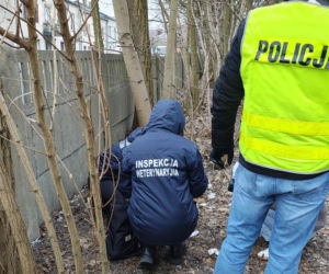 Miesiącami znęcał się nad swoją partnerką, nie oszczędził też jej psa. Wyrzucił Maltańczyka przez okno!