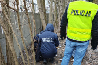 Miesiącami znęcał się nad swoją partnerką, nie oszczędził też jej psa. Wyrzucił Maltańczyka przez okno!