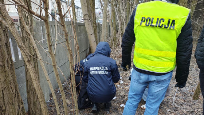Miesiącami znęcał się nad swoją partnerką, nie oszczędził też jej psa. Wyrzucił Maltańczyka przez okno!