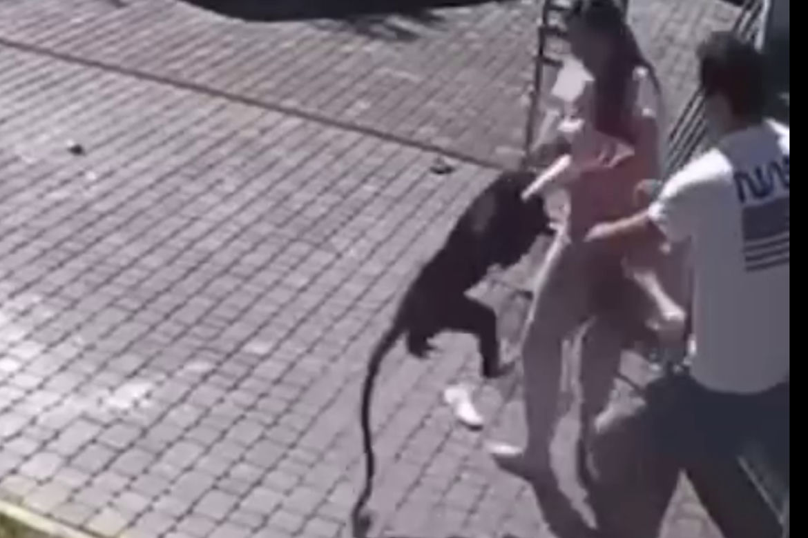  Małpa uciekła z zoo i pogryzła dziecko! 2-latka walczy o życie