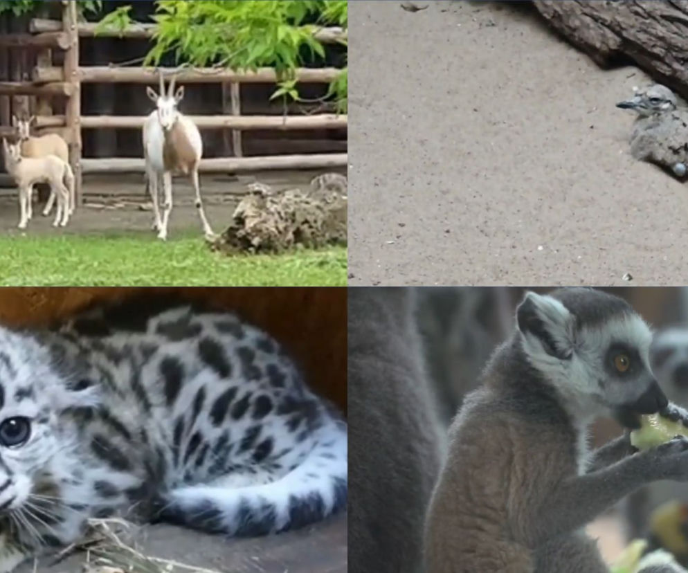 Baby boom w warszawskim zoo! Ponad 250 maluchów przyszło na świat w tym roku!  [WIDEO]