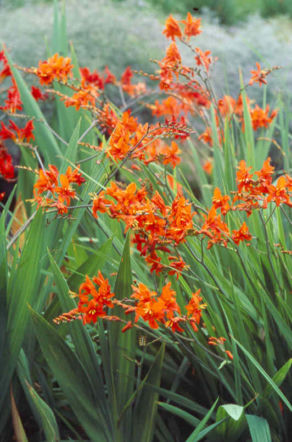 Krokosmia