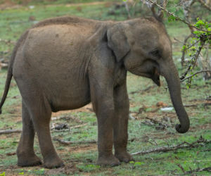 Słonie z Niemiec mają trafić do poznańskiego ogrodu zoologicznego. Decyzja budzi spore kontrowersje przez wiek zwierząt