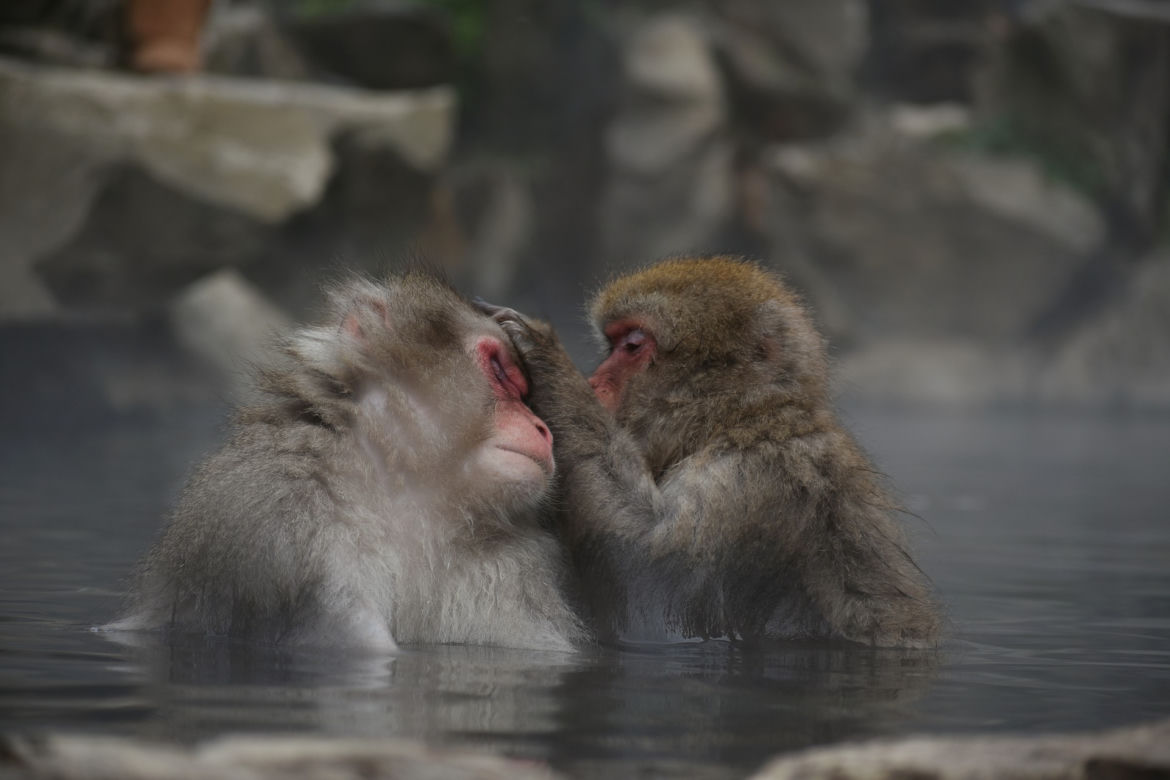Makaki japońskie pojawią się w krakowski zoo