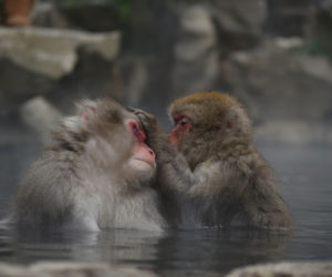Makaki japońskie pojawią się w krakowski zoo
