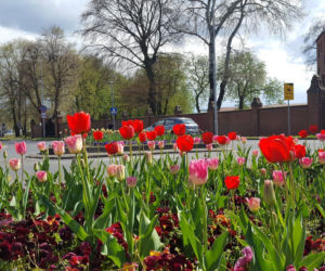 Dawno w Lesznie nie było tak kolorowo! Kwitną tulipany, bratki i stokrotki