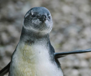 1 To pierwszy wykluty w łódzkim zoo pingwin przylądkowy