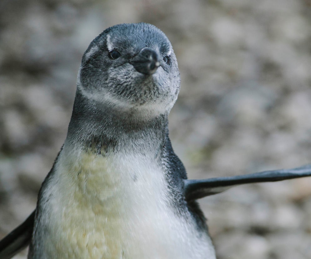 1 To pierwszy wykluty w łódzkim zoo pingwin przylądkowy