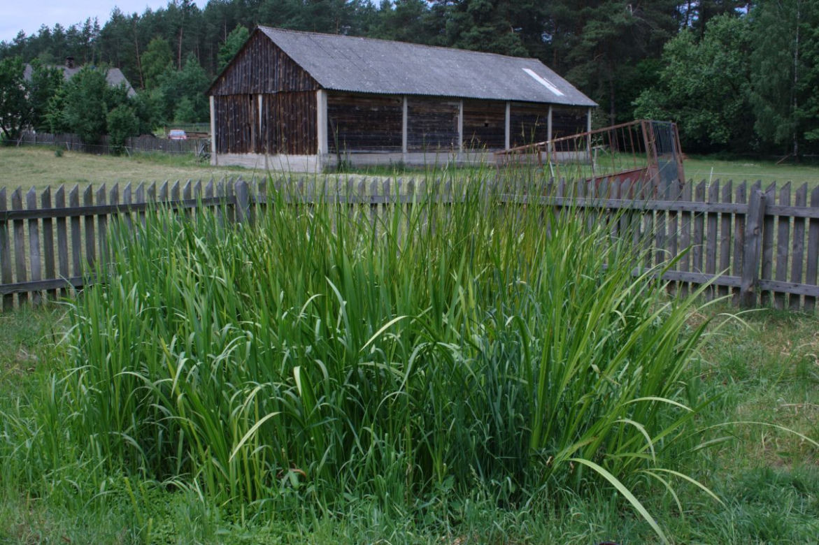 Oczyszczalnia hydrofitowa