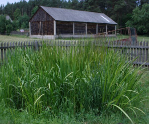 Oczyszczalnia hydrofitowa
