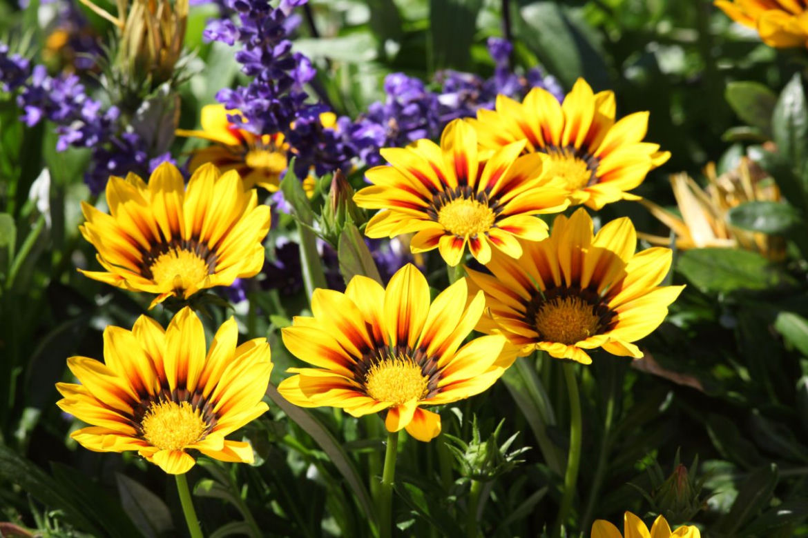 Gazania
