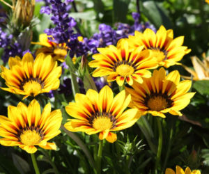 Gazania