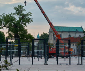 Baobab został wycięty
