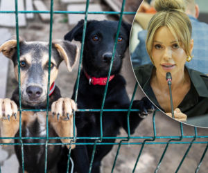 Doda rusza na pomoc zwierzętom! Interwencja w Sobolewie. Pdły ostre słowa!