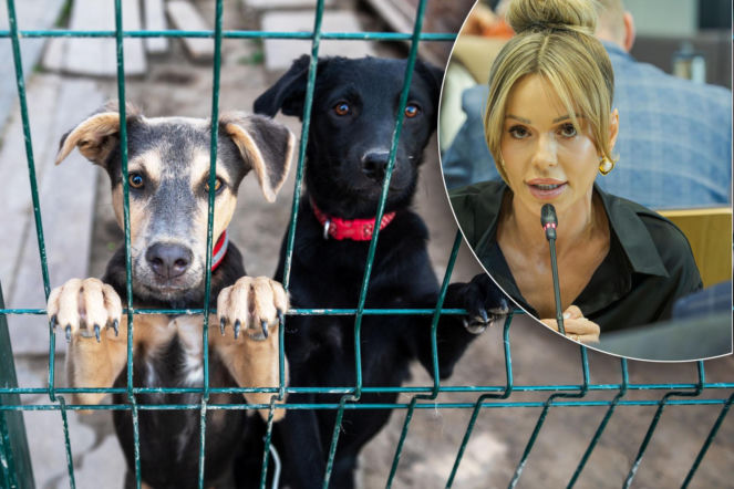 Doda dopięła swego! Schronisko grozy w Sobolewie ZAMKNIĘTE