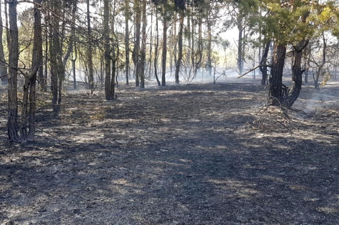 Spłonęło 3,5 ha lasu pod Świeciem. Tak bawili się trzej chłopcy. Najstarszy ma 10, najmłodszy 8 lat