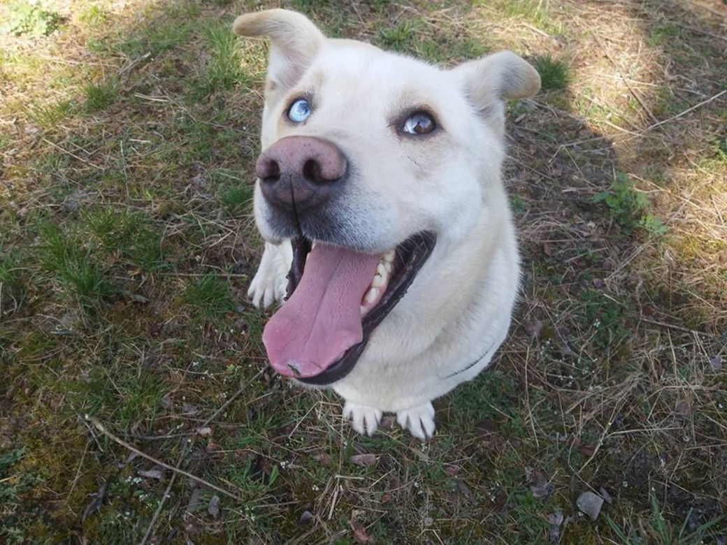 NIKT NIE CHCE PRZYGARNĄĆ PSA Z HETEROCHROMIĄ