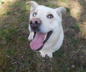 NIKT NIE CHCE PRZYGARNĄĆ PSA Z HETEROCHROMIĄ