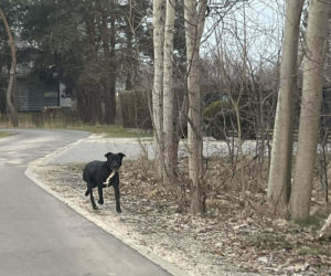 Porzucony czworonóg został już odnaleziony. Udało się także namierzyć właściela