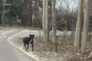 Porzucony czworonóg został już odnaleziony. Udało się także namierzyć właściela