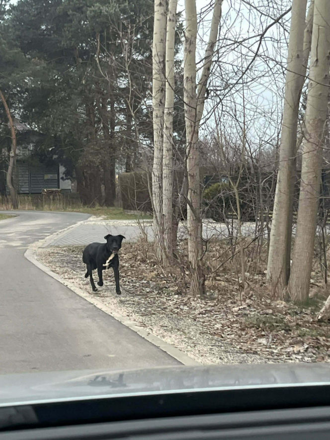 Porzucony czworonóg został już odnaleziony. Udało się także namierzyć właściela