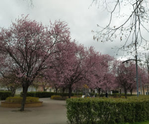 Śliwa wiśniowa 'Pissardii'