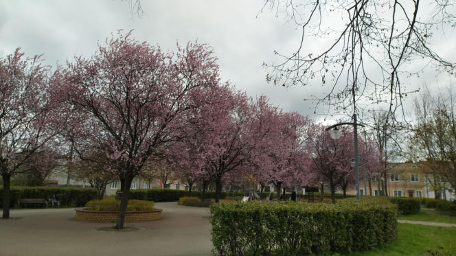 Śliwa wiśniowa 'Pissardii'