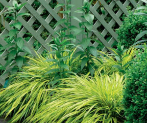 Trawa ozdobna: Hakonechloa smukła Aurea