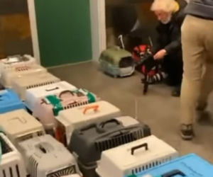 Zwierzęta z Ukrainy otrzymają pomoc w Przemyślu
