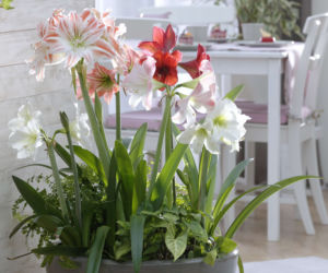 Hippeastrum i Syngonium