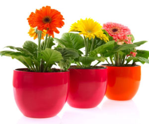 Gerbera