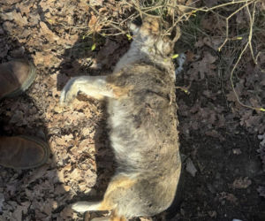 Martwe psy w kapliczce cmentarnej na Dolnym Śląsku. Trwa ustalanie przyczyny śmierci