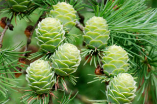 Modrzew europejski - Larix decidua