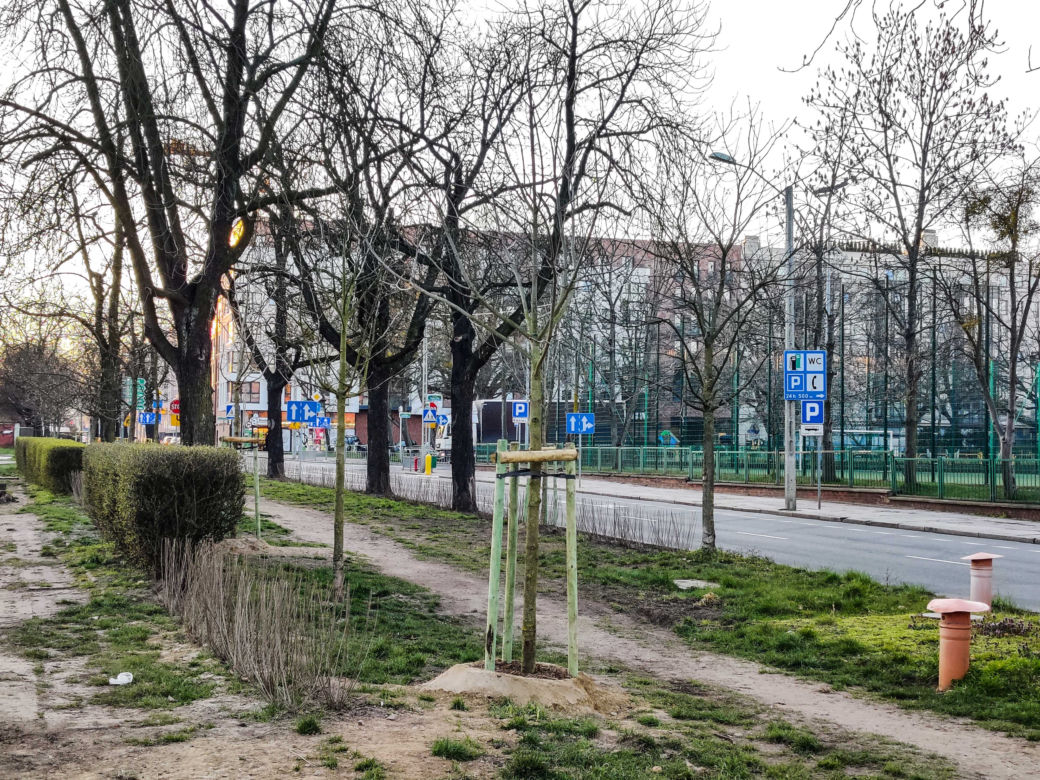 Nowe nasadzenia na ulicy Narutowicza