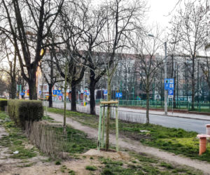 Nowe nasadzenia na ulicy Narutowicza