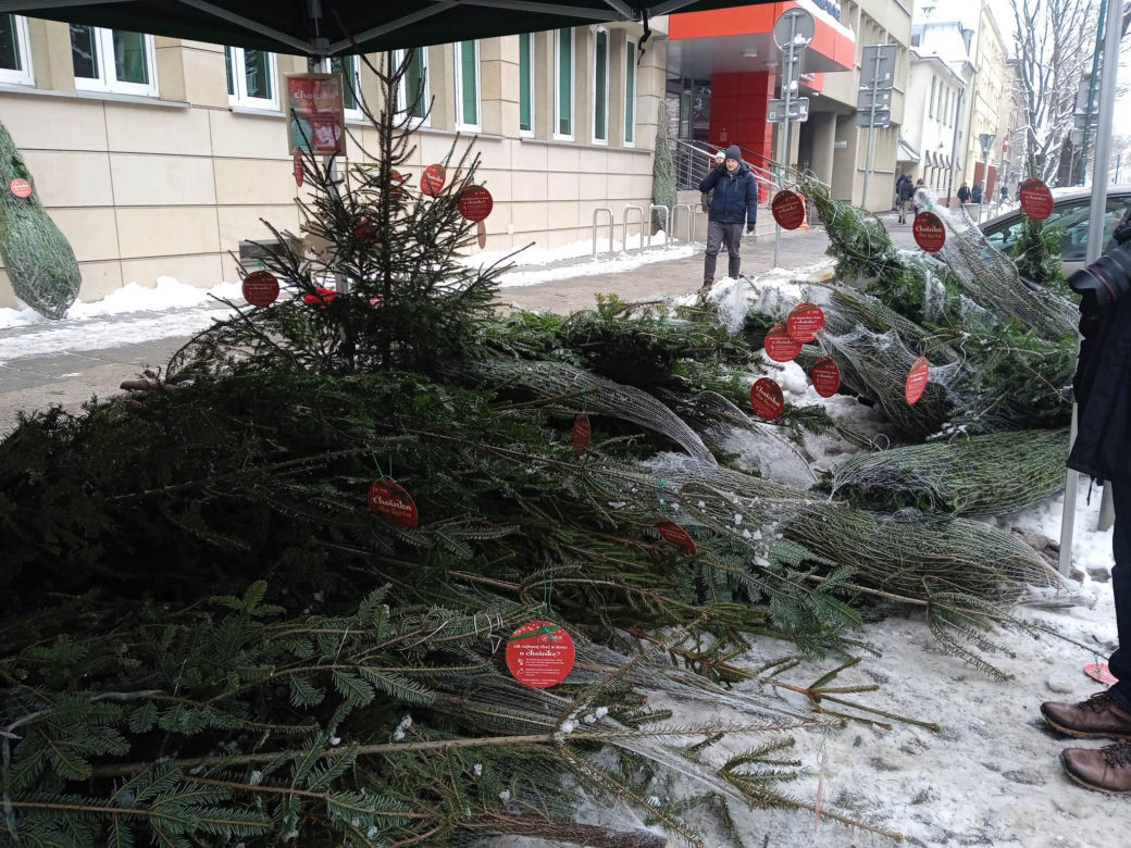 Choinka dla życia. Oddaj krew i zabierz choinkę do domu
