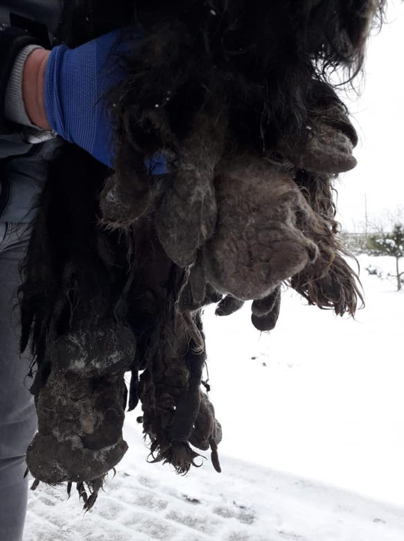 Skrajnie zaniedbane suczki LEDWO żyły! Miały na sobie aż 6 kilogramów kołtunów [ZDJĘCIA]