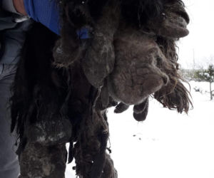 Skrajnie zaniedbane suczki LEDWO żyły! Miały na sobie aż 6 kilogramów kołtunów [ZDJĘCIA]
